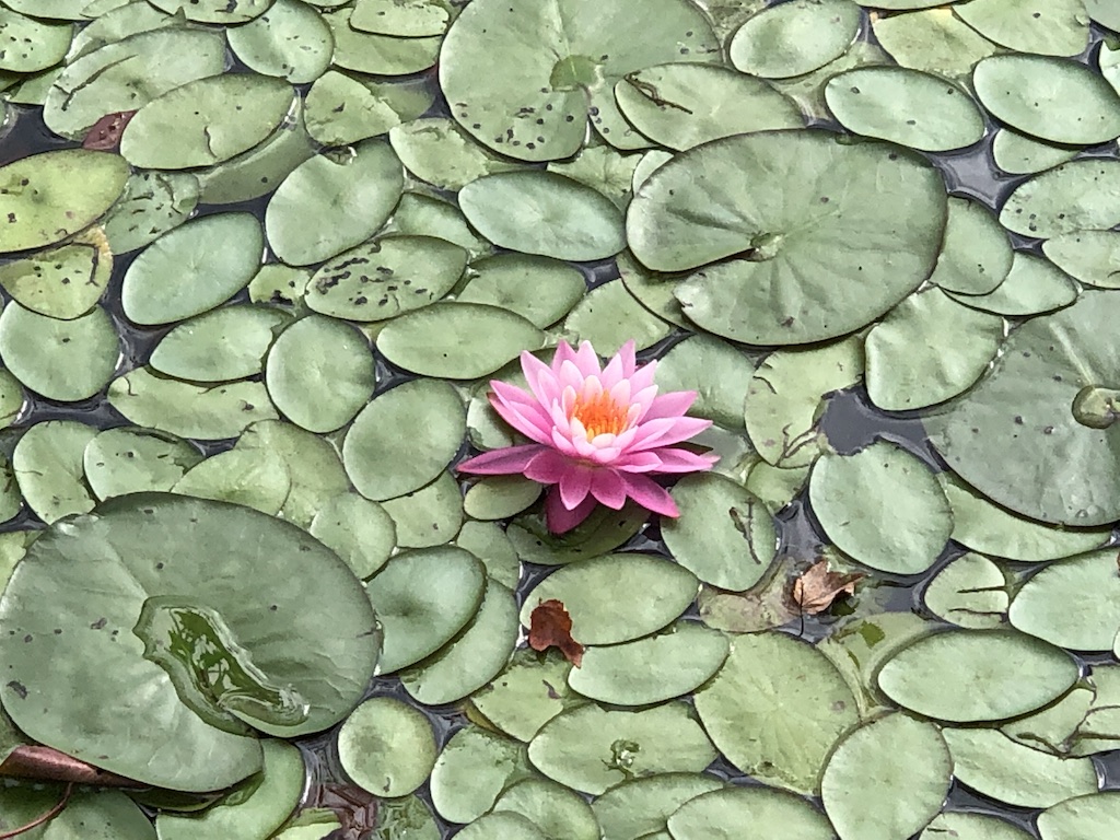 A pink blossom in a bed of green lily pads