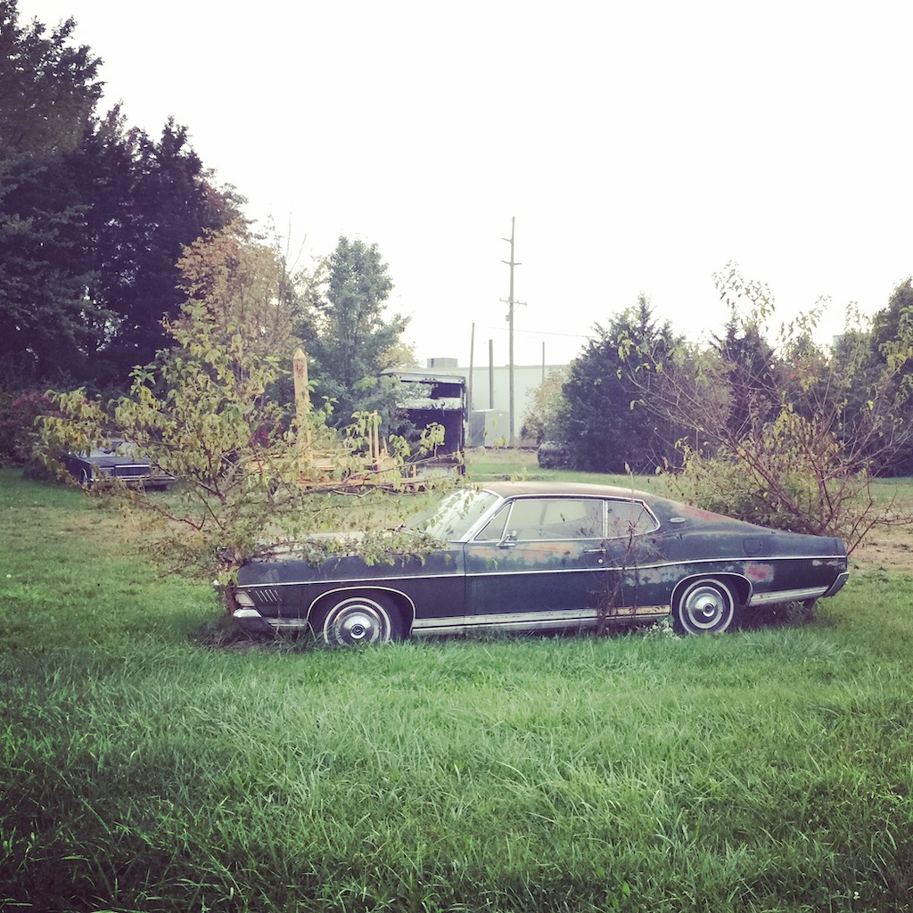 My old car with a tree growing through the engine compartment